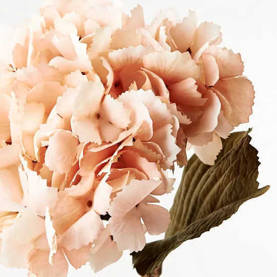 Hydrangea Peach 43cm - Pack of 12