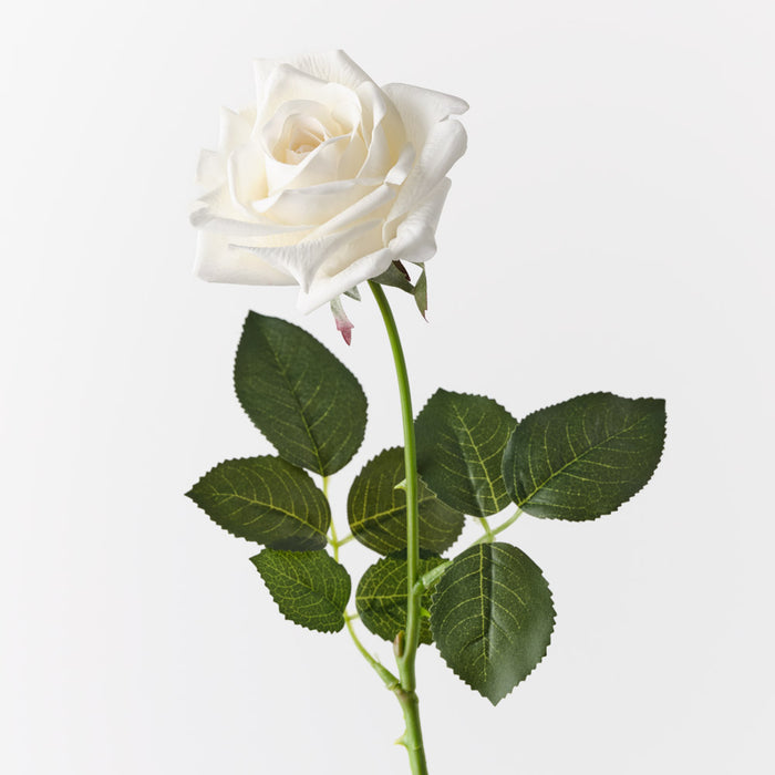 Rose Kim Ivory 65cm Pack of 12