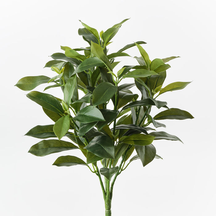 Fagraea Ceilanica Bush Green Pack of 12