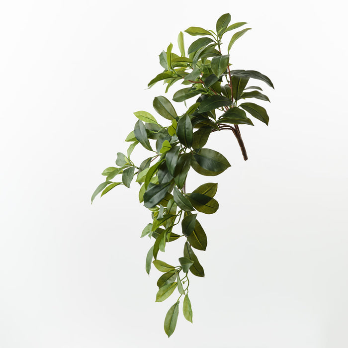 Fagraea Ceilanica Hanging Bush Green 65cm Pack of 12
