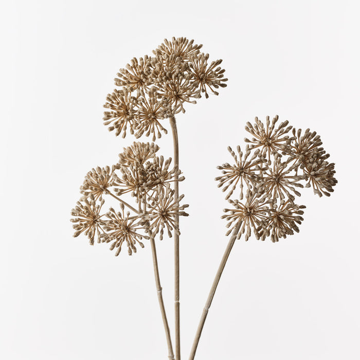 Heracleum Spray Natural 84cm Pack of 12