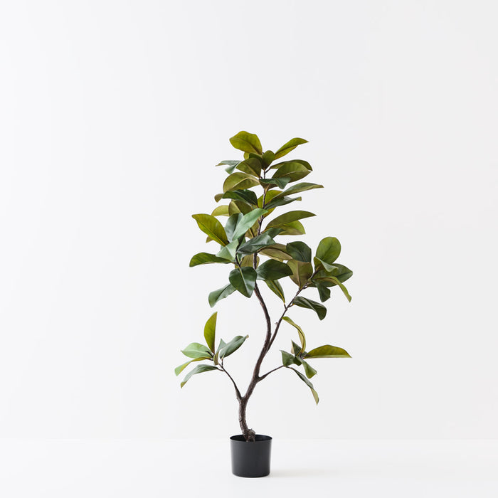 Rubber Tree Green 145cm Pack of 2