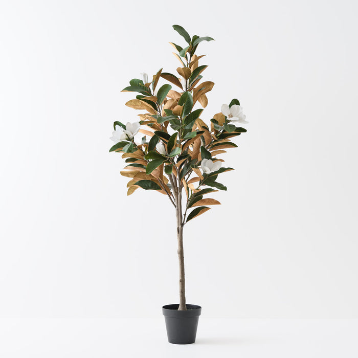 Magnolia Tree White Green 190cm