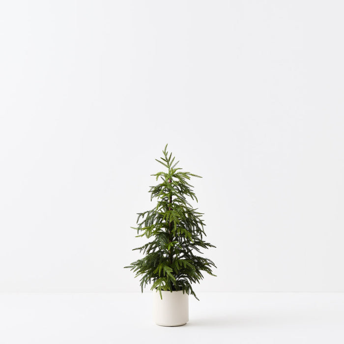 Tree Norfolk Pine in pot Green 91cm Pack of 2