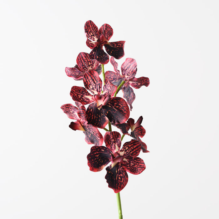 Orchid Vanda Burgundy 62cm Pack of 12