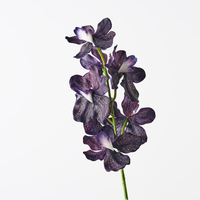 Orchid Vanda Dark Purple 62cm Pack of 12