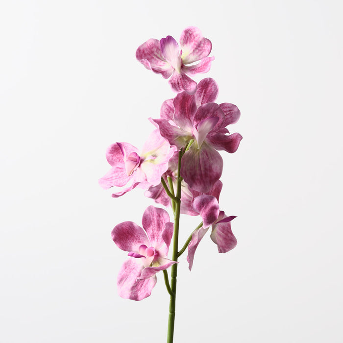 Orchid Vanda Hot Pink 62cm Pack of 12