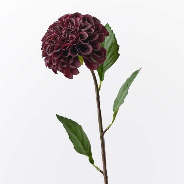 Dahlia Pompon Black Plum 58cm Pack of 12
