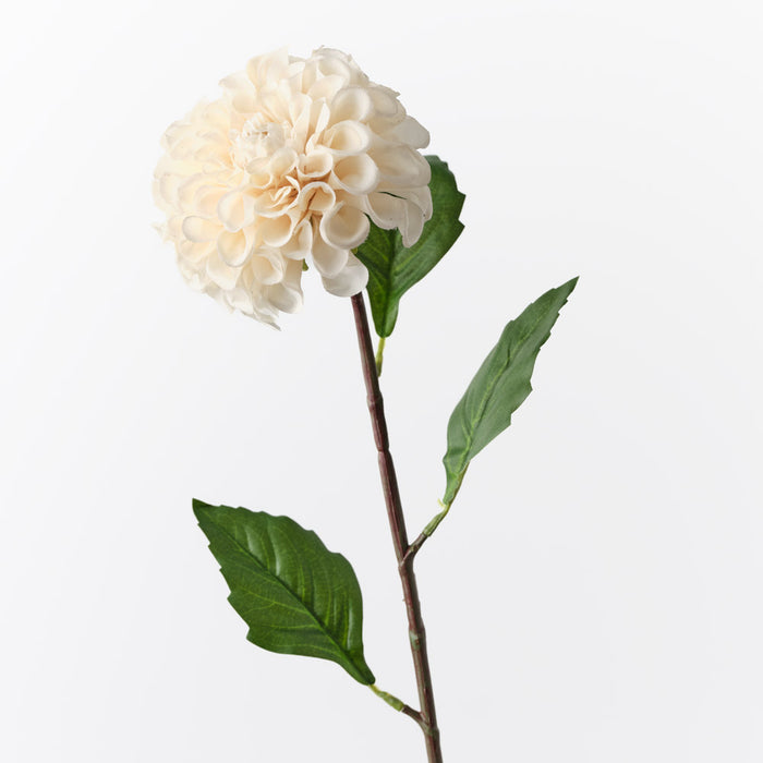 Dahlia Pompon Cream 58cm Pack of 12