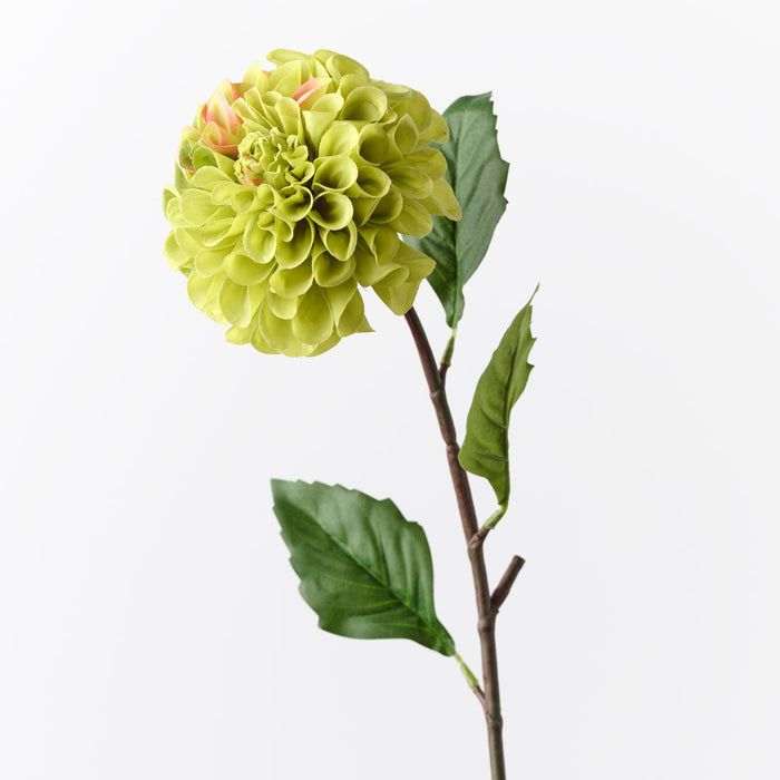 Dahlia Pompon Green 58cm Pack of 12