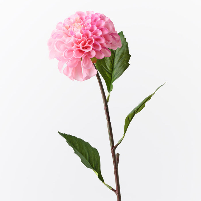 Dahlia Pompon Hot Pink 58cm Pack of 12