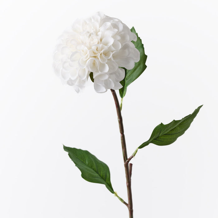 Dahlia Pompon Winter White 58cm Pack of 12