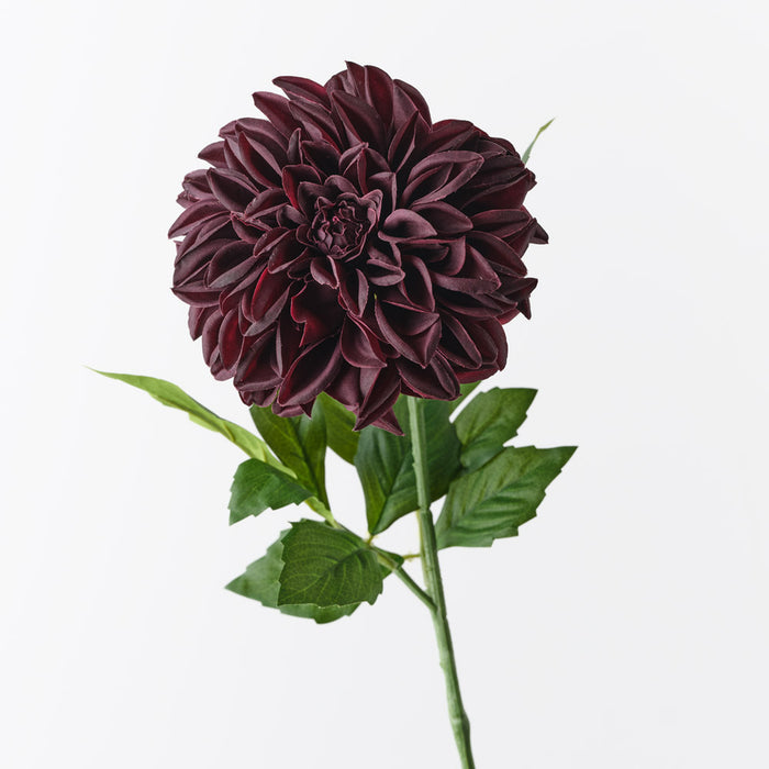 Dahlia Pompon Black Plum 72cm Pack of 12