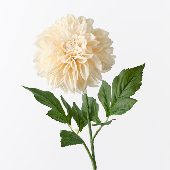 Dahlia Pompon Cream 72cm Pack of 12