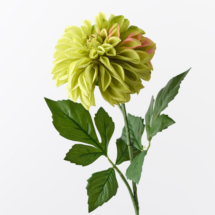 Dahlia Pompon Green 72cm Pack of 12