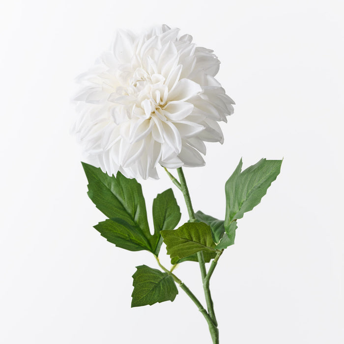 Dahlia Pompon Winter White 72cm Pack of 12