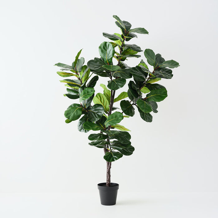 Fiddle Leaf Tree Green 210cm