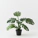 Monstera Plant Green 61cm