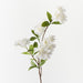 Blossom Apple White 77cm Pack of 12