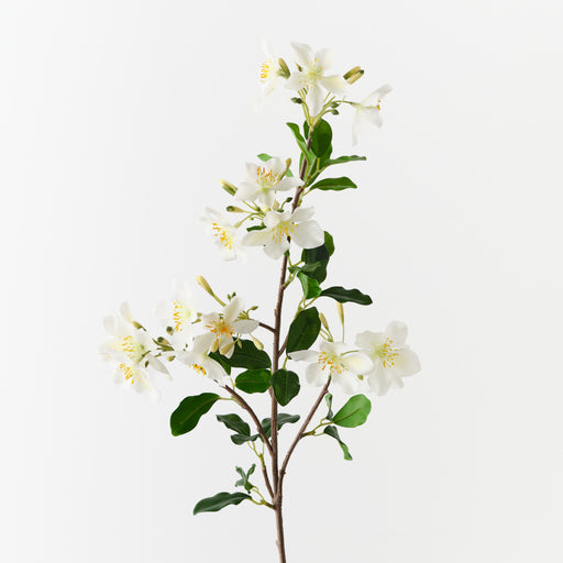 Blossom Pear White 80cm Pack of 12