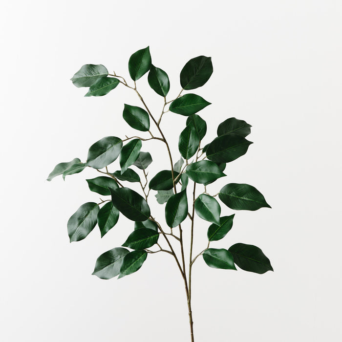Ficus Spray Green 66cm Pack of 12