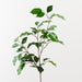 Ficus Spray Green 93cm Pack of 12