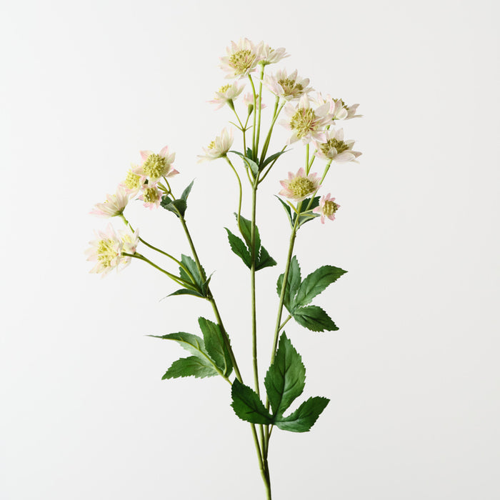 Astrantia Spray Mauve Green 73cm Pack of 12