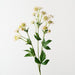 Astrantia Spray Mauve Green 73cm Pack of 12