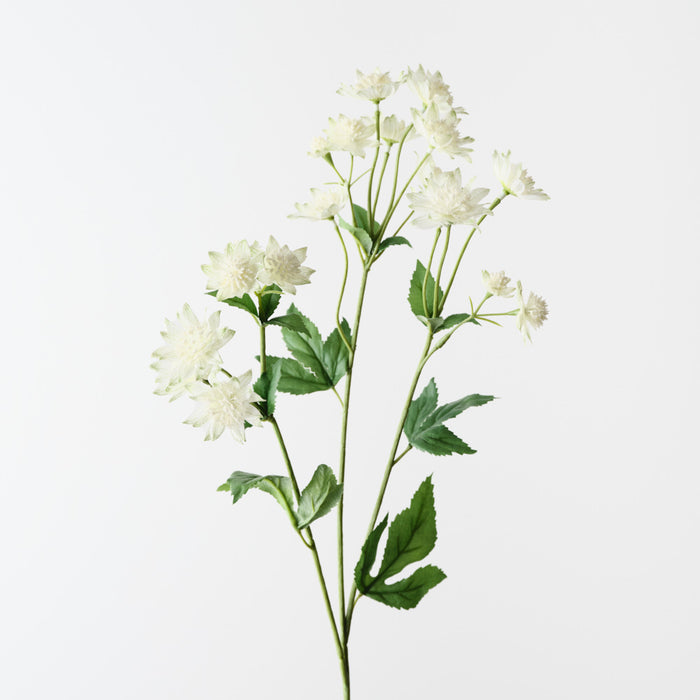 Astrantia Spray White 73cm Pack of 12