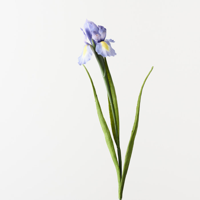 Iris Dutch Lavender Blue 67cm Pack of 12