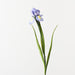 Iris Dutch Lavender Blue 67cm Pack of 12