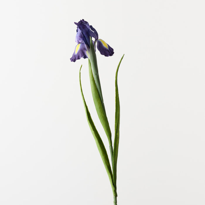 Iris Dutch Purple 67cm Pack of 12