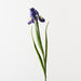 Iris Dutch Purple 67cm Pack of 12