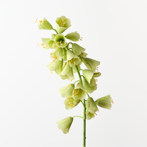 Fritillaria Green 78cm Pack of 6