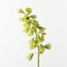Fritillaria Green 78cm Pack of 6