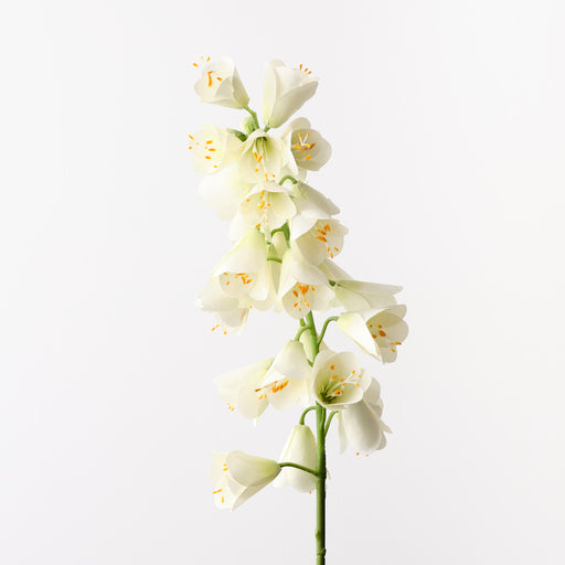 Fritillaria White 78cm Pack of 6