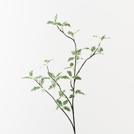 Pittosporum Leaf Spray Variegated 94cm Set of 12