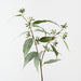 Eucalyptus Seed Spray Grey Green 75cm Pack of 12