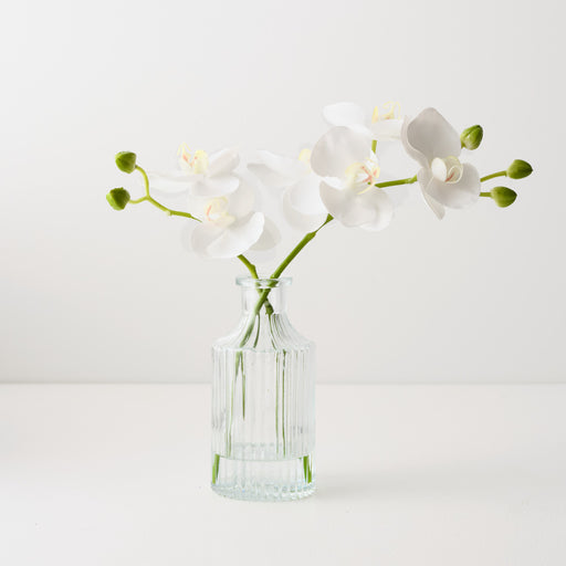 Orchid Phalaenopsis in Vase White 25cm x 20cm Set of 4