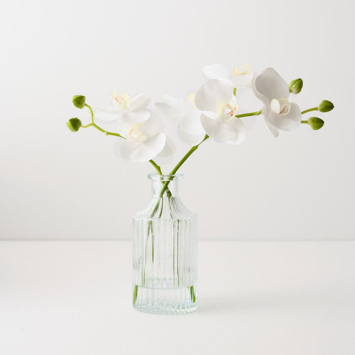 Orchid Phalaenopsis in Vase White 25cm x 20cm Set of 4