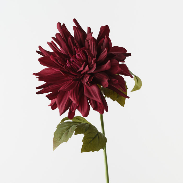 Dahlia Black Plum 60cm Pack of 12