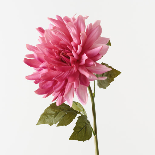Dahlia Fuschia 60cm Pack of 12