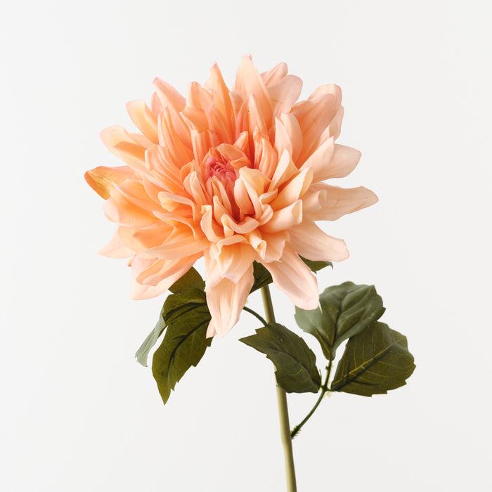 Dahlia Peach 60cm Pack of 12
