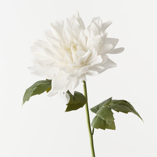 Dahlia White 60cm Pack of 12