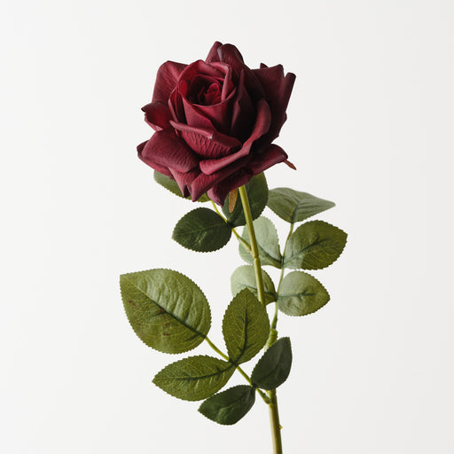 Rose Bettina Black Plum 68cm Pack of 12