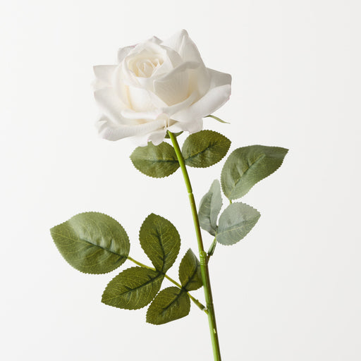 Rose Bettina Winter White 68cm Pack of 12