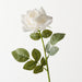 Rose Bettina Winter White 68cm Pack of 12