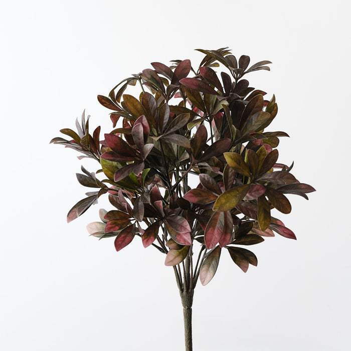 Schefflera Bush Burgundy Green 43cm Pack of 6