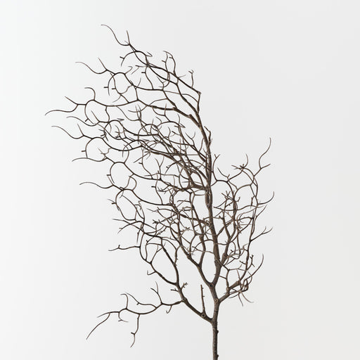 Twig Curly Spray Brown 83cm Pack of 12