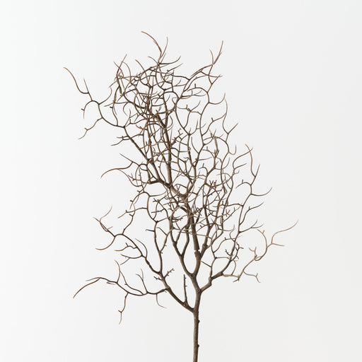 Twig Curly Spray Natural 83cm Pack of 12